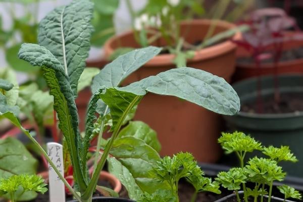 plantes